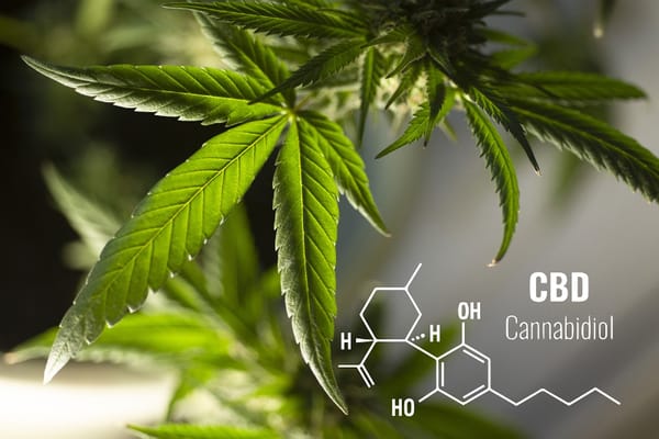 Can I Purchase CBD Products Online In Bulk?