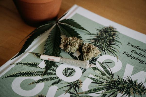 Cannabis Plant Problems: Identifying, Preventing, and Overcoming Challenges